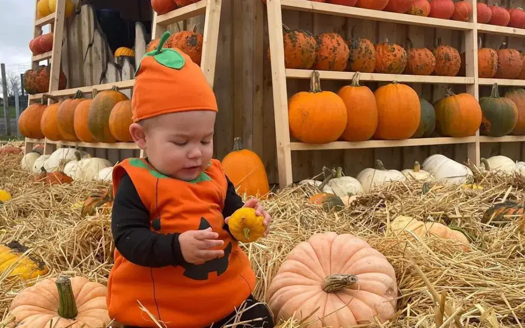 Yorkshire’s Brand-New Pumpkin Patch Opens This October