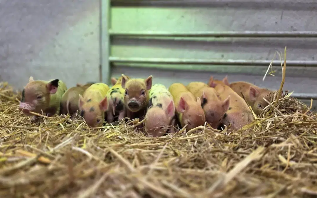 🐷 New Arrivals in the Animal Barn!