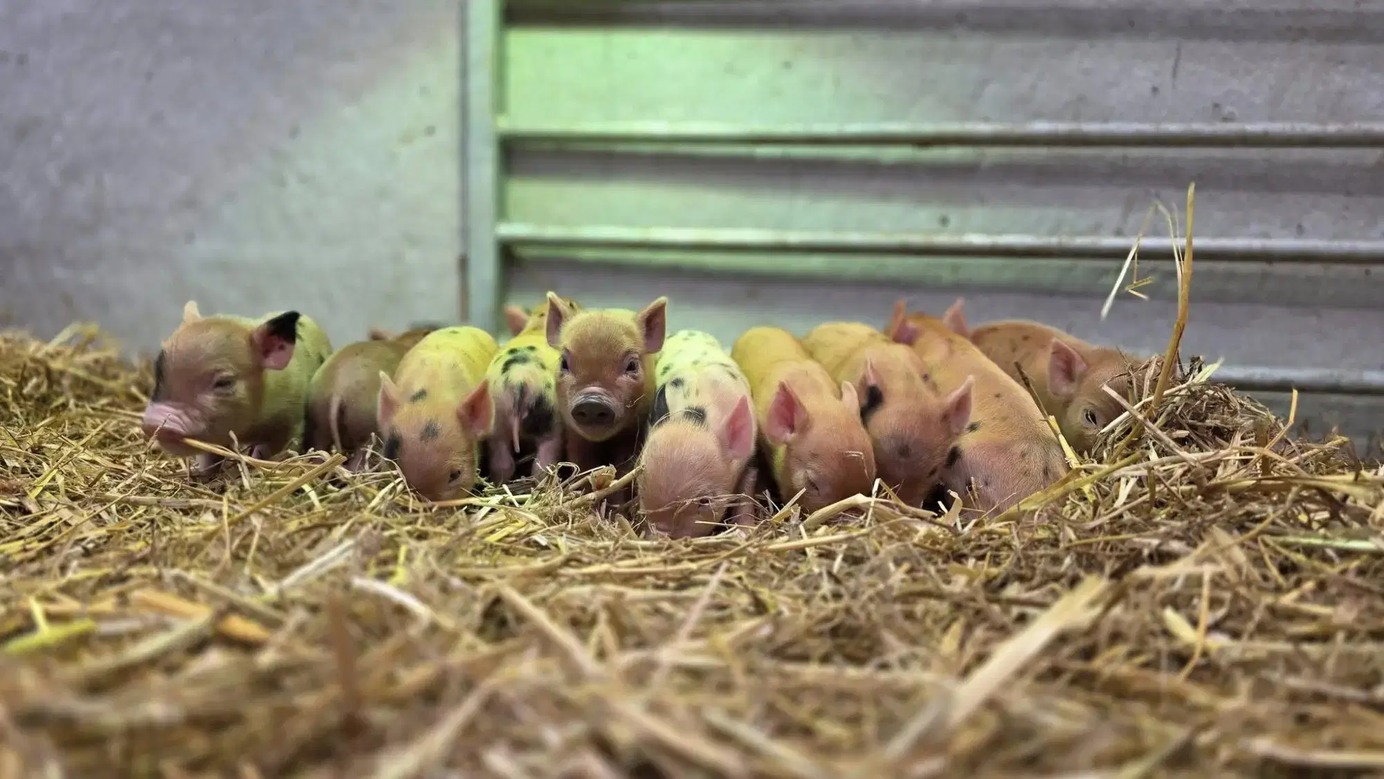newborn piglets resting on straw at Monk Park Farm