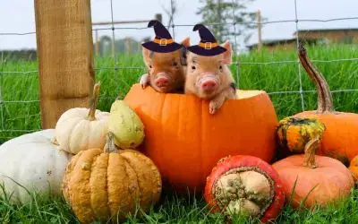 Piglet Snuggling Returns for Wizard Academy!