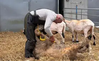 Winter Makeover for Our Valais Blacknose Sheep
