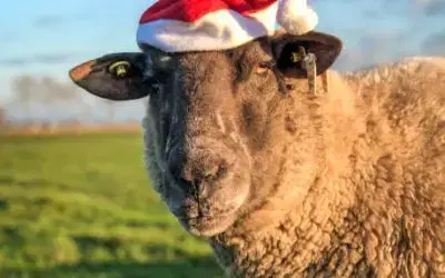 Little Festive Farmers 🎄🐏