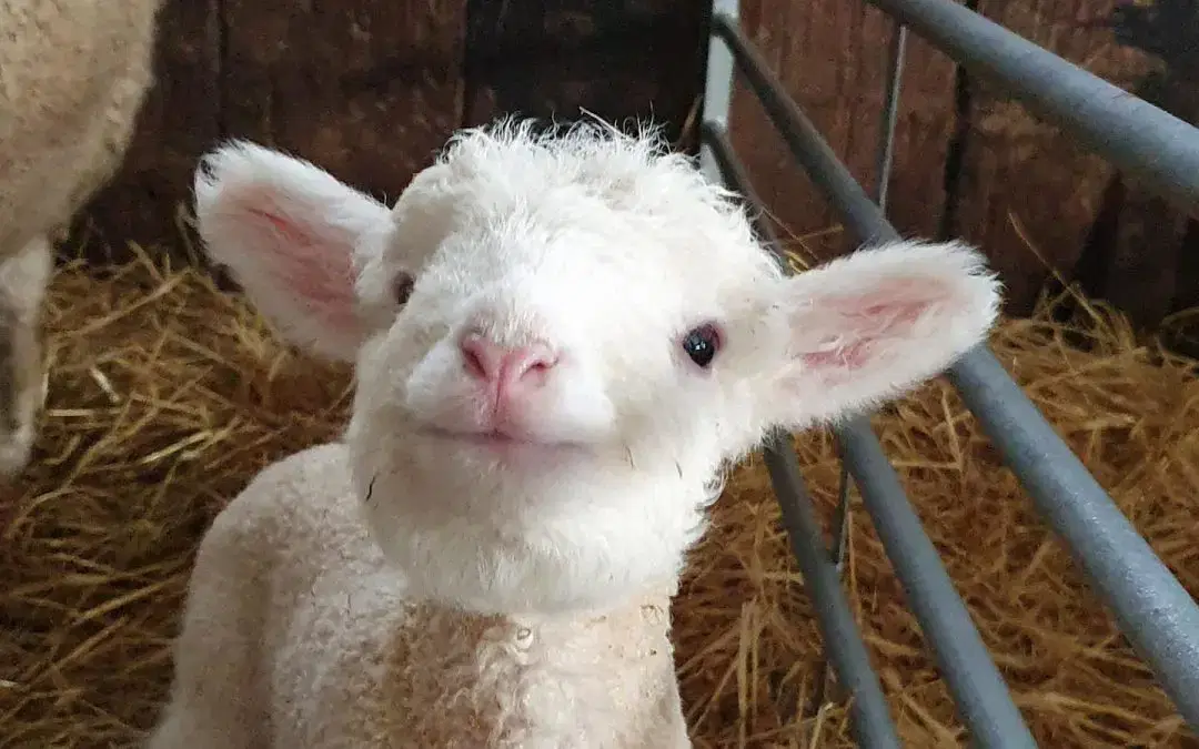 🐑 Lambing Live at Monk Park Farm