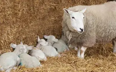 🐑 Moving Day for Our Pregnant Ewes 🐑