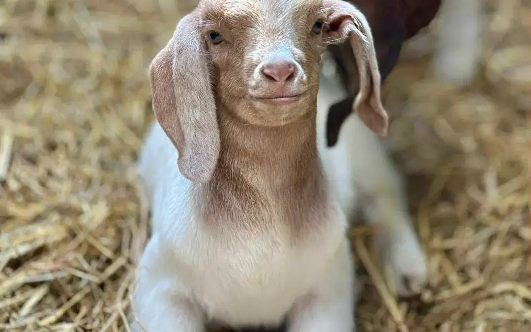 ⏰ FARM FOR A FIVER! Just ONE Weekend Left! ⏰