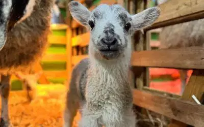 There’s Nothing Quite Like Lambing Live 🐑