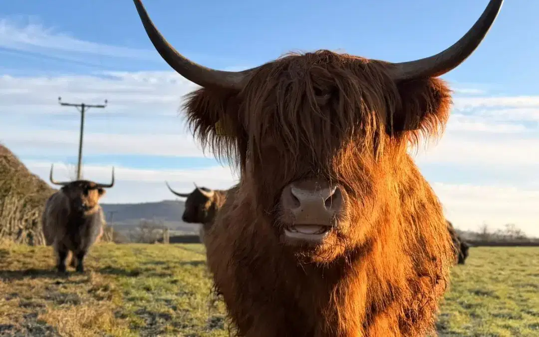 🐮 Did you know you can hand-feed our Highland cows? 🐮