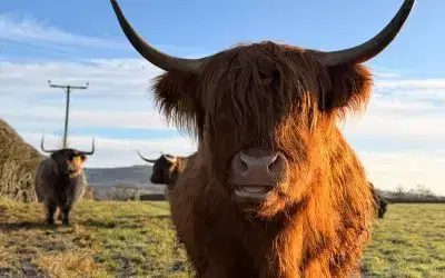 🐮 Did you know you can hand-feed our Highland cows? 🐮