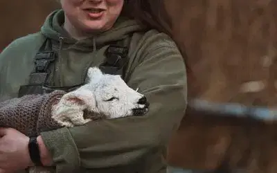 Lambs, Lambs and More Lambs!