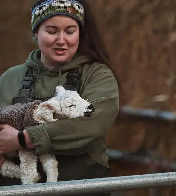 Lambs, Lambs and More Lambs! 🐑