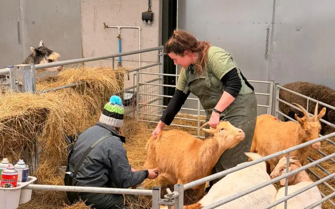 🐐 Baby Goat News 🐐