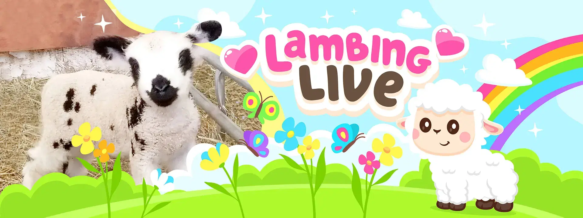 lambing 2026 banner