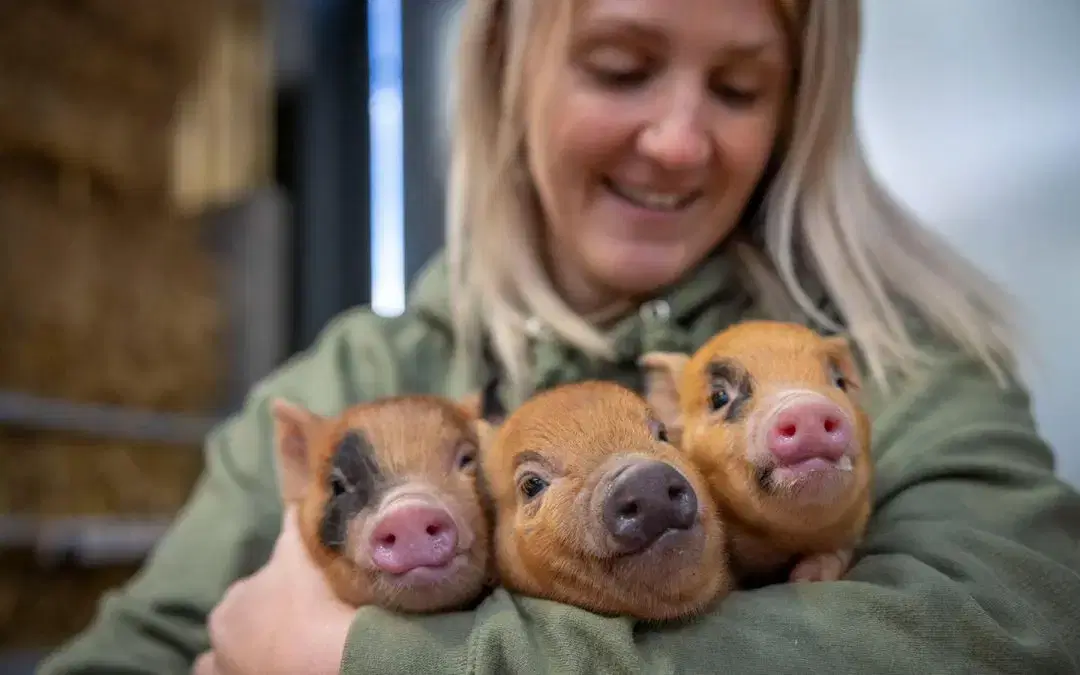 Pig Snuggling Is Back! 🐷💕
