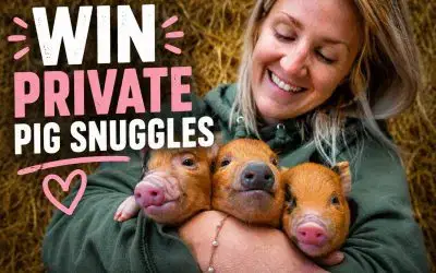 Mega Pig Snuggling Competition🐷☀️