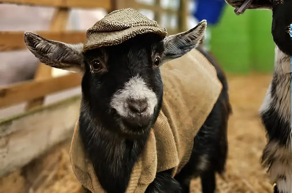 Farm Academy Returns…🐷