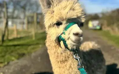 New fo Summer: Private Alpaca Walking Experiences 🦙