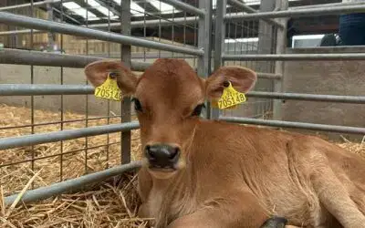 NEW! Private Calf Experiences have arrived🐮