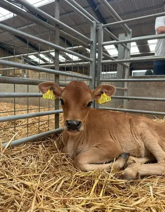 NEW! Private Calf Experiences have arrived🐮