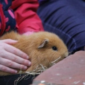 Guinea Pig