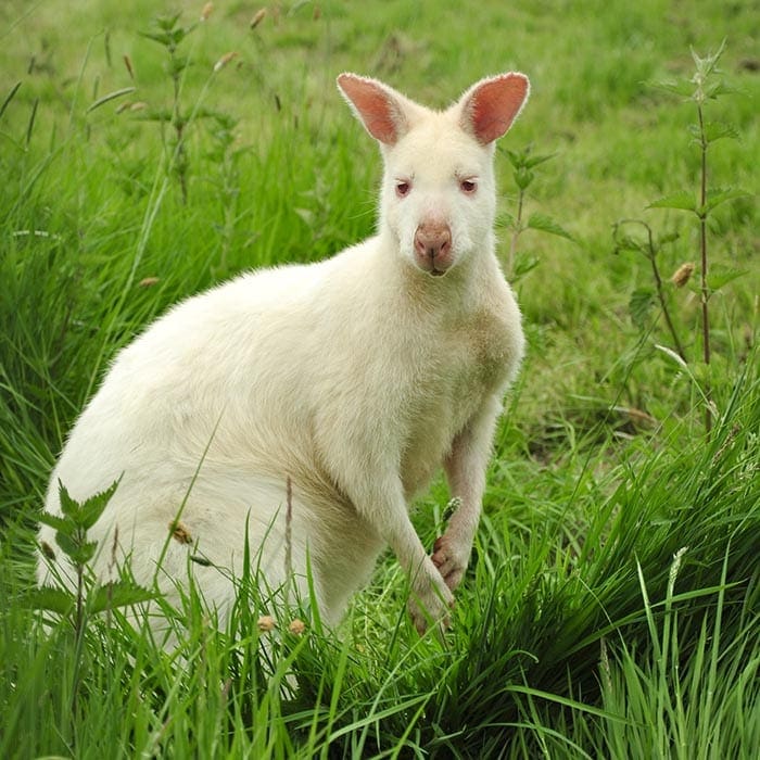 Albino Wallaby