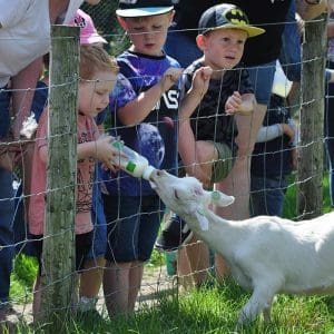 Feeding the goats at Monk Park Farm park in Yorkshire