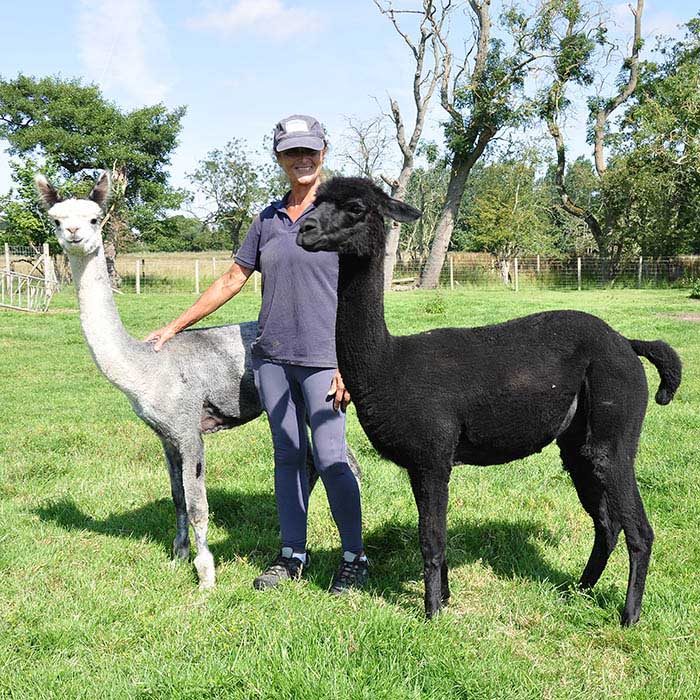 The Alpacas with one of our keepers