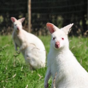 Wallabies
