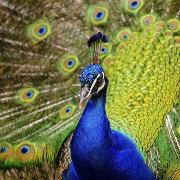 Meet the Peacocks - Monk Park Farm