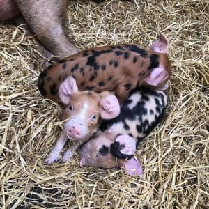 Piglets