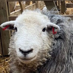 Herdwick Sheep SQ