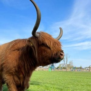 Highland Cattle SQ