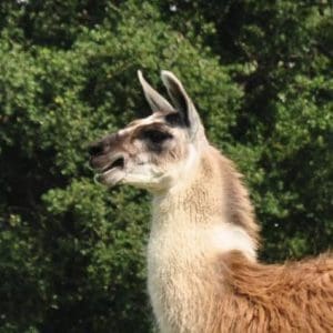 Llamas SQ