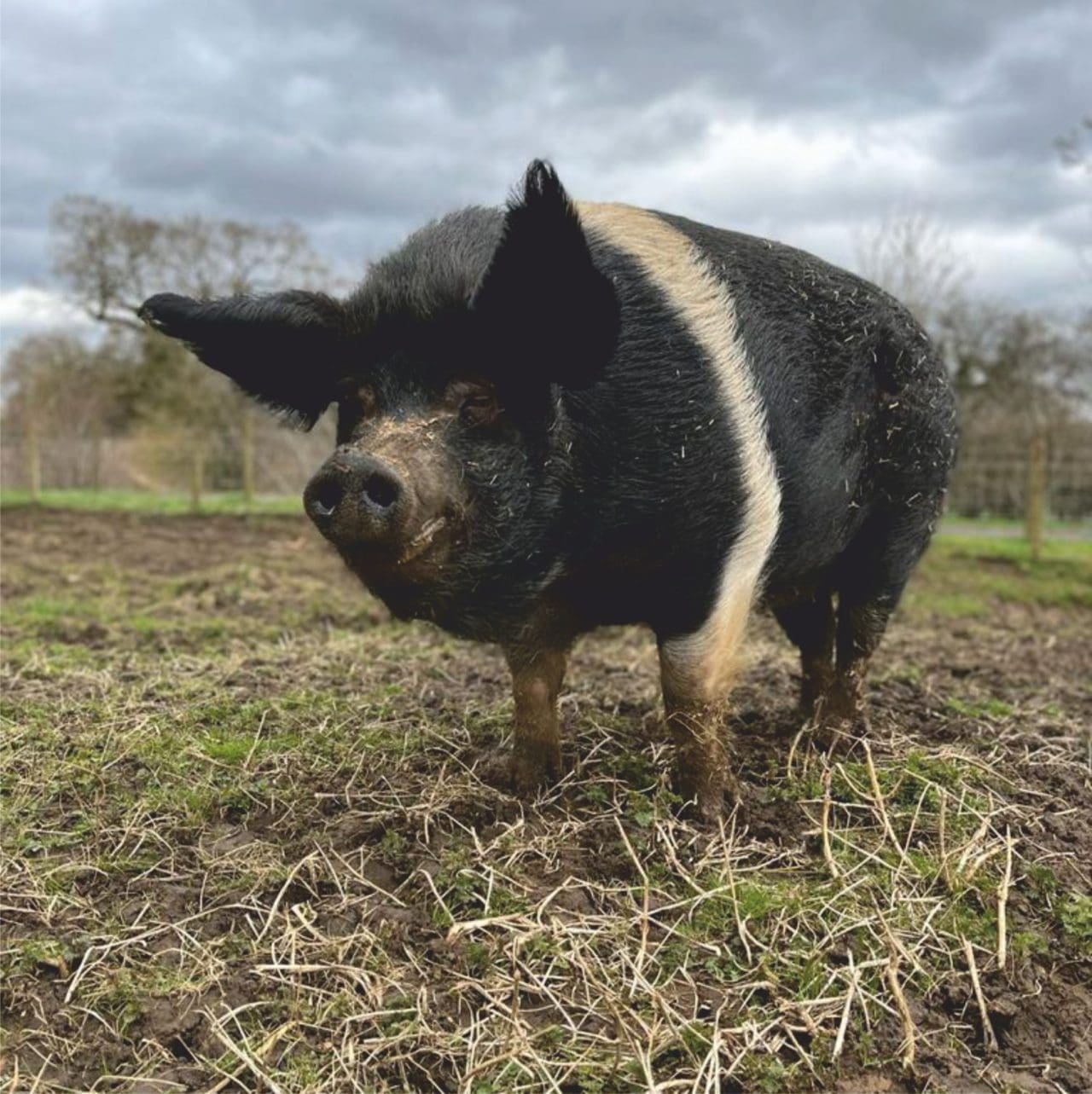Saddleback Pigs Monk Park Farm