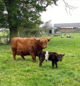 Highland cow and calf in a field