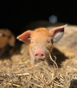 Piglet with straw on its nose in North Yorkshire