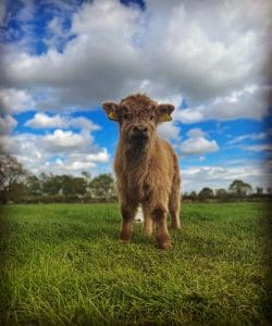 Baby Highland cow under blue cloudy summer sky