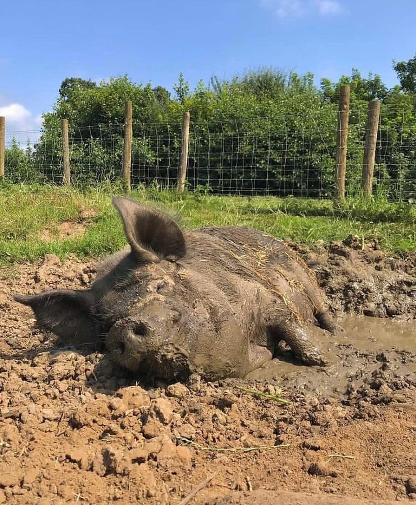 Pig in mud at Monk Park Farm North Yorkshire