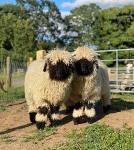 Valais sheep at Monk Park Farm