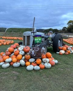 Halloween celebrations during 2022 season at Monk Park Farm