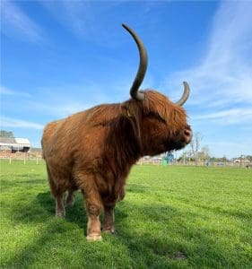 Highland Cattle | Monk Park