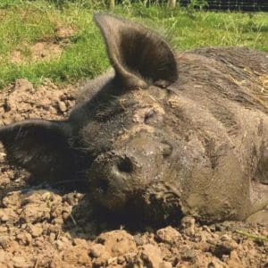 KuneKune Pigs