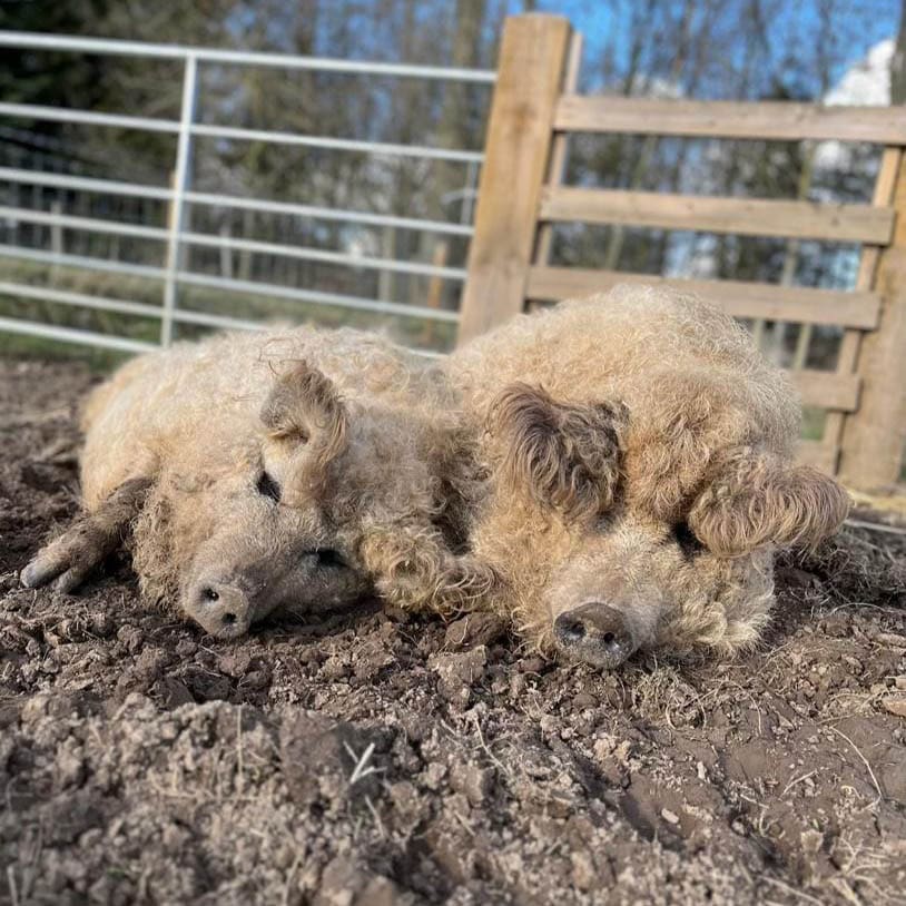 Valais sheep at Monk Park Farm