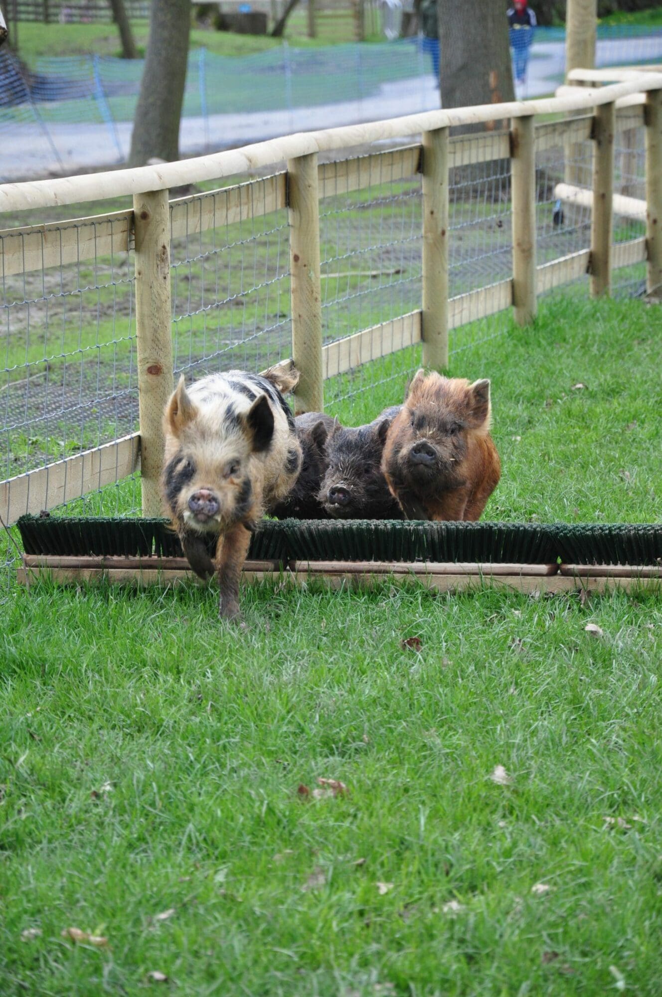 pigs racing over obstacles