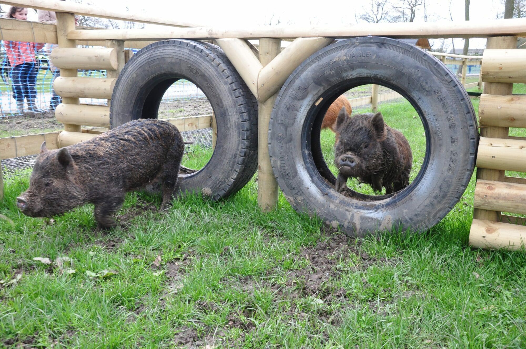 pigs jumping through tyres in a race