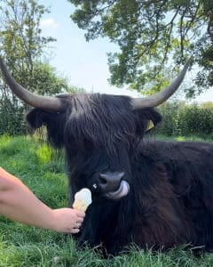 highland-cow-in-summer-with-ice-cream
