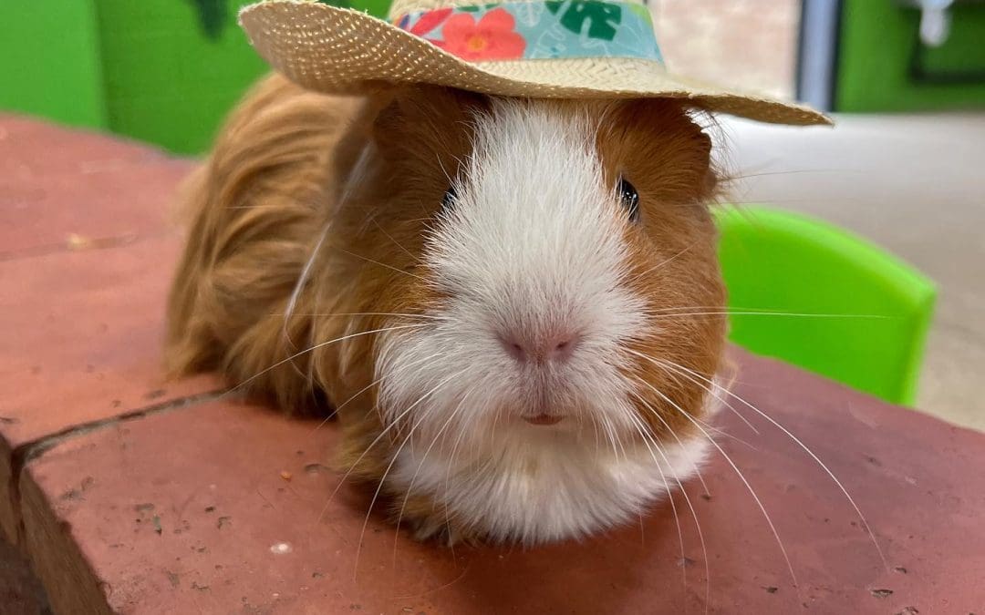 guinea-pig-in-summer-sun-hat