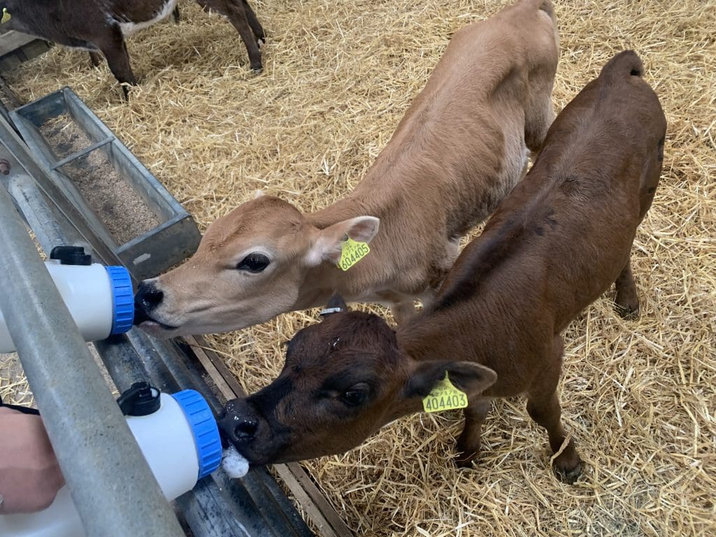 Bottle feeding calves