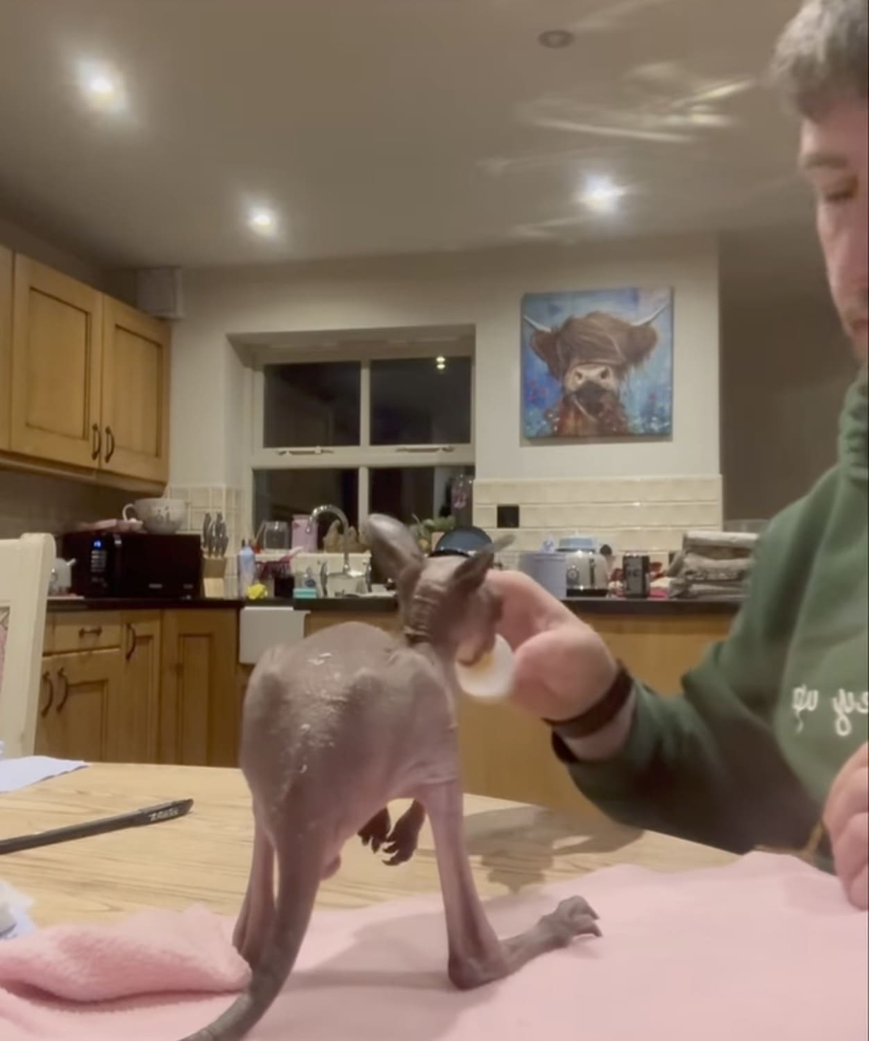 Bottle-Feeding-Roo-1