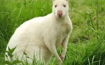 The Wallabies Have a New Place to Call Home 🦘