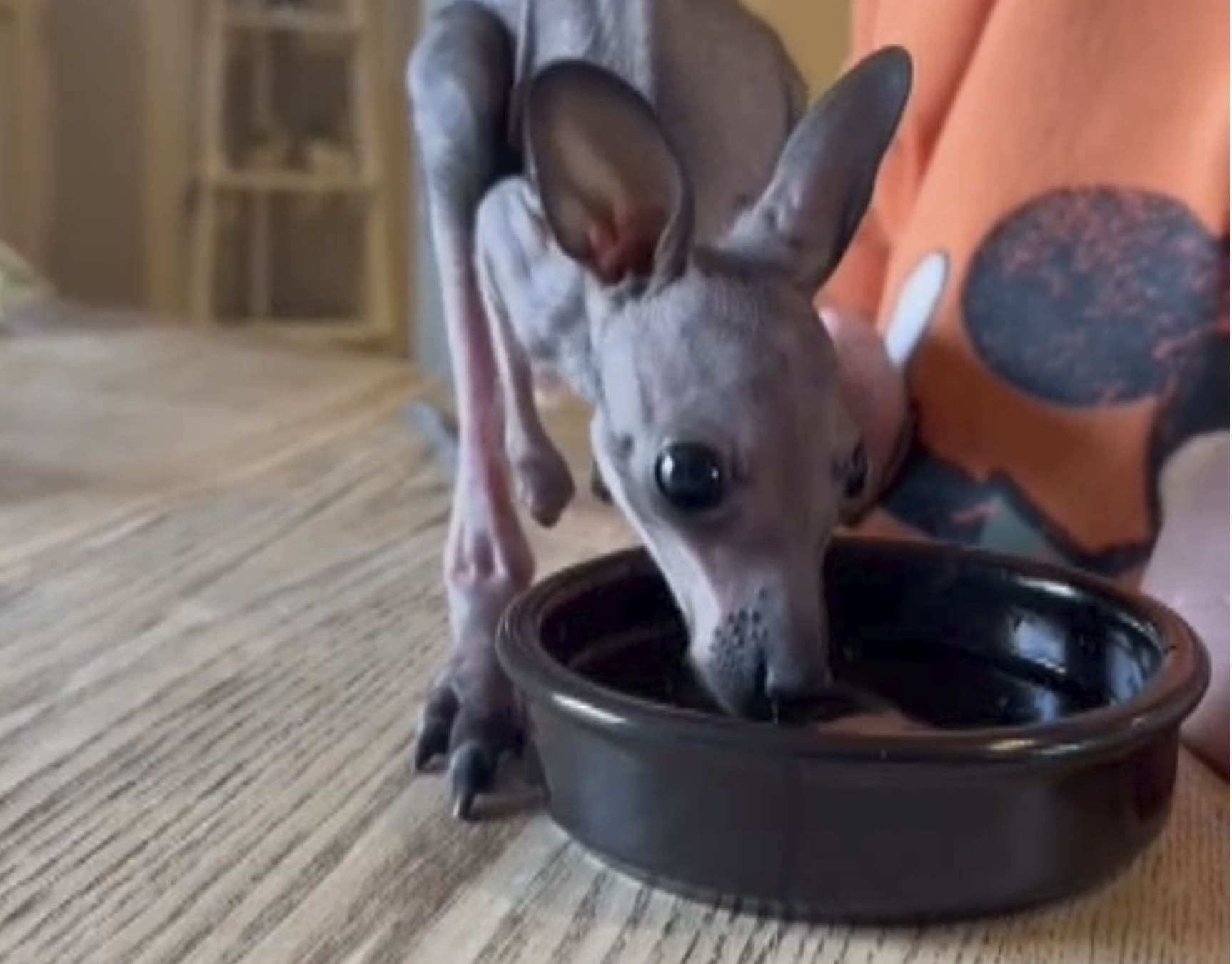 Goat Roo 🦘 Roo News! 🦘 - Monk Park Farm